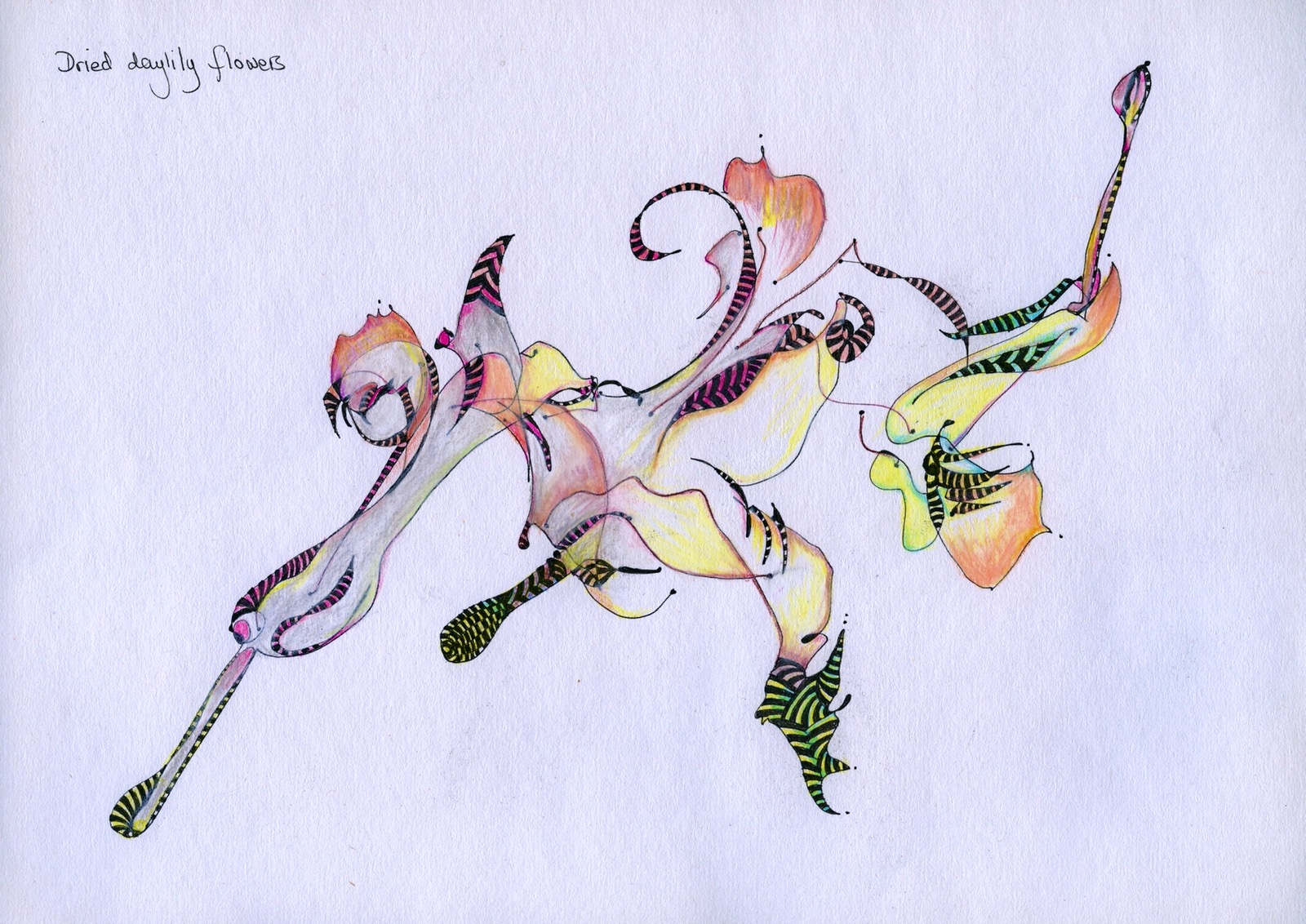 Dried daylily flowers